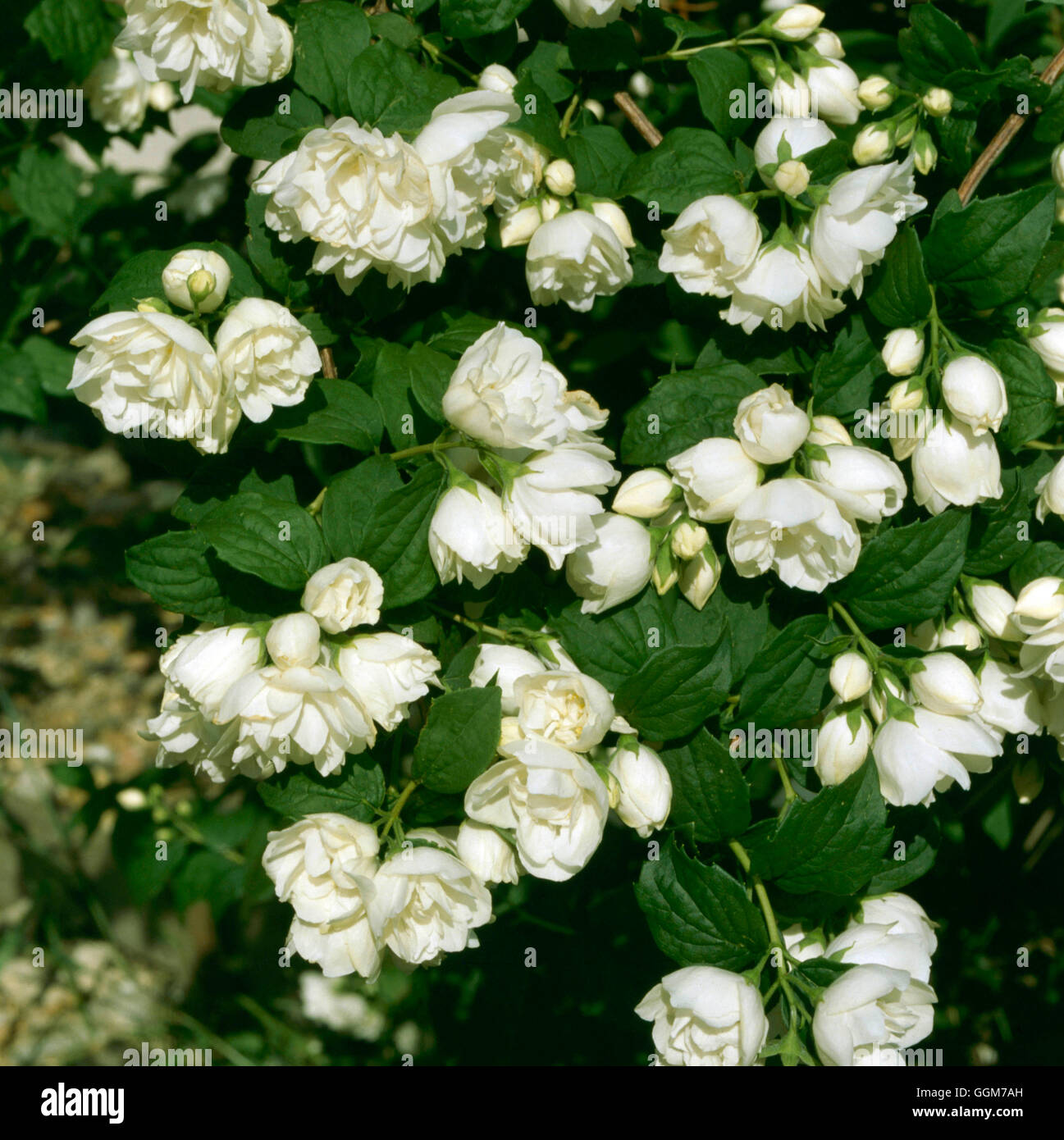 Philadelphus Virginal TRS026642 Stock Photo Alamy philadelphus-virginal-trs026642-stock-photo-alamy